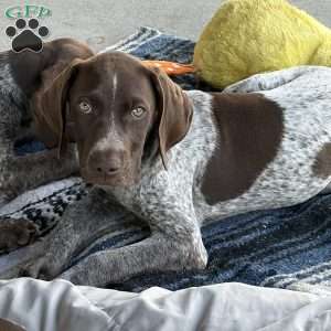 Drake, German Shorthaired Pointer Puppy
